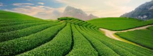 Đồi Chè Tân Cương - Xe Đi Tỉnh Hà Nội Thái NGuyên